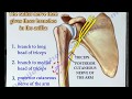 Radial Nerve anatomy - Everything You Need To Know - Dr. Nabil Ebraheim