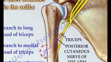 Radial Nerve anatomy - Everything You Need To Know - Dr. Nabil Ebraheim