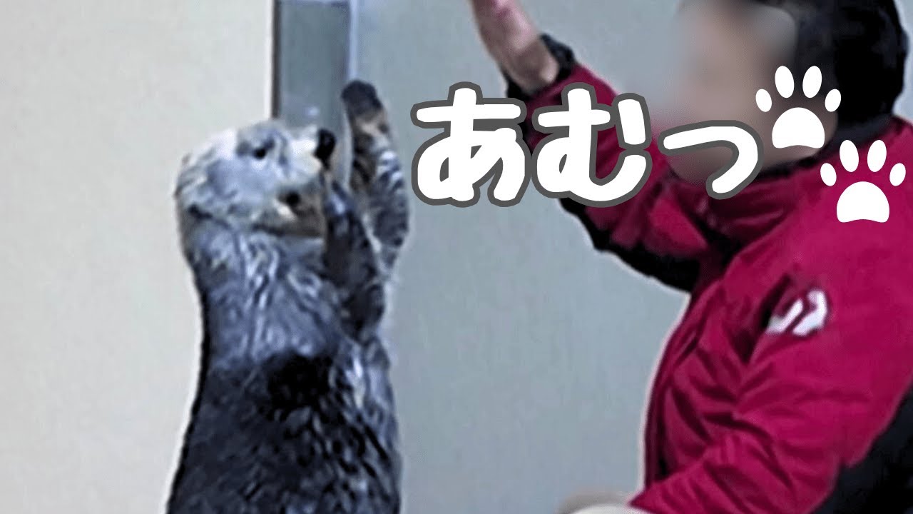ラッコ キラちゃんのあむっ🐾元気いっぱい「こんにちはー！」とごあいさつ🥰メインプールはお掃除中！ #鳥羽水族館 #seaotter #meoTube_Travel