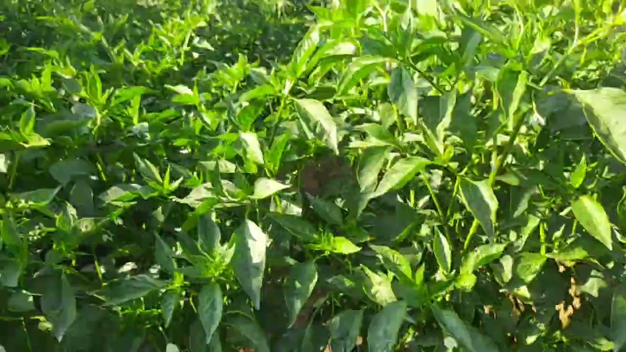 Chilli (मिर्ची) Rk seeds Aliya variety