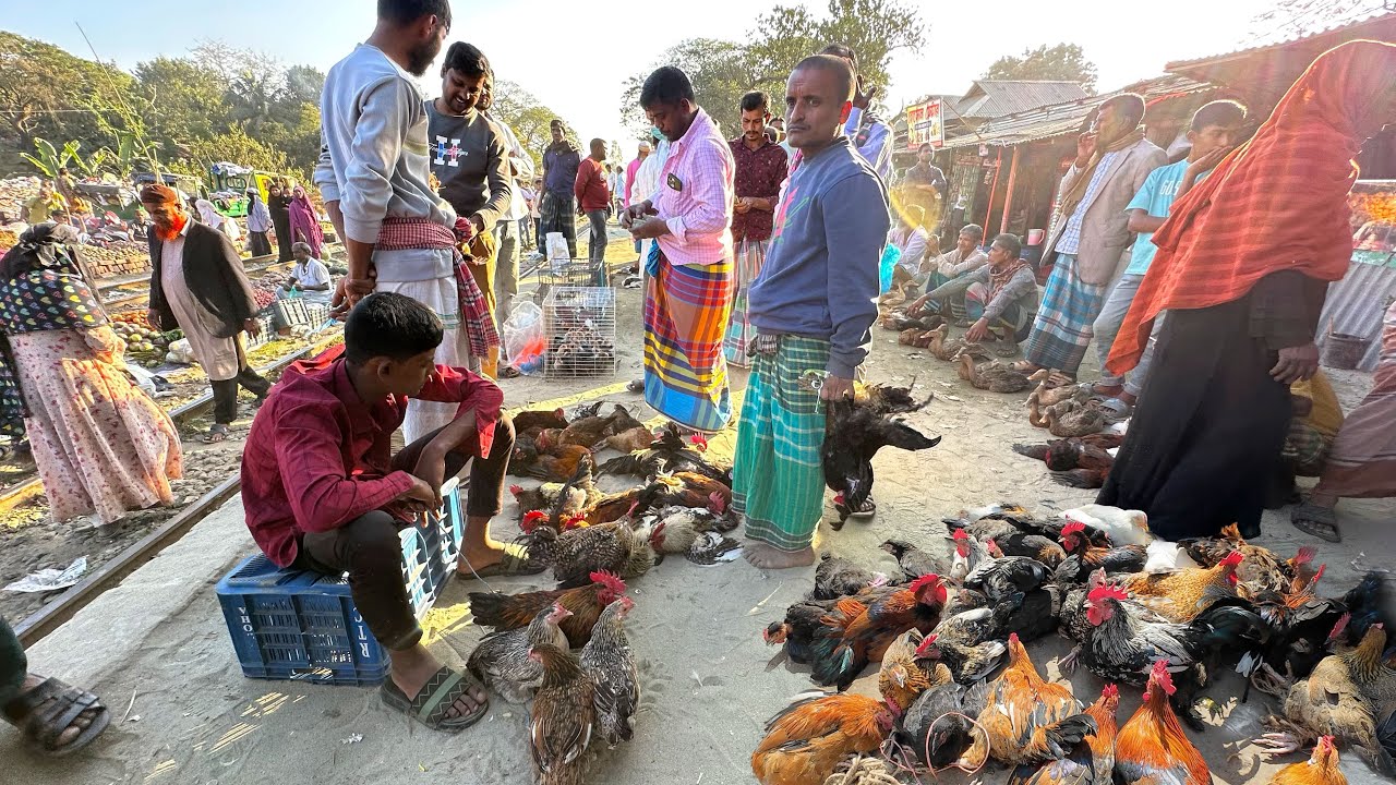 На сельском рынке уток и кур продаются домашние утки и петухи | Сельский рынок в Бангладеш