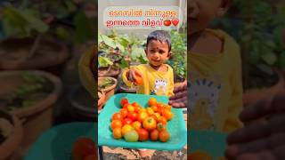 ടെറസിൽ നിന്നുള്ള ഇന്നത്തെ വിളവ് 🍅❤️ |Fresh Harvest at Home 🌱 #farmlife
