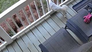 My Video My Video