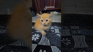 @SheruMinya #spotifyclone #musicindustry #funny #kitten #cute #cat #filmscore #cutecat #love