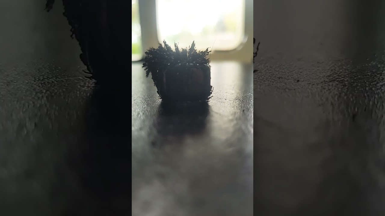 magnets and metal shavings make cool... things...