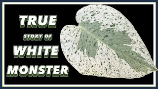 Kunzo's Monstera White Monster VS Mint | Pretty in Green Documentary