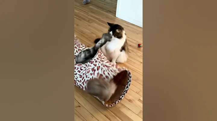 Video 4088601: mainecooncats pet, mainecoon cat, mainecooncats animal, pets attack