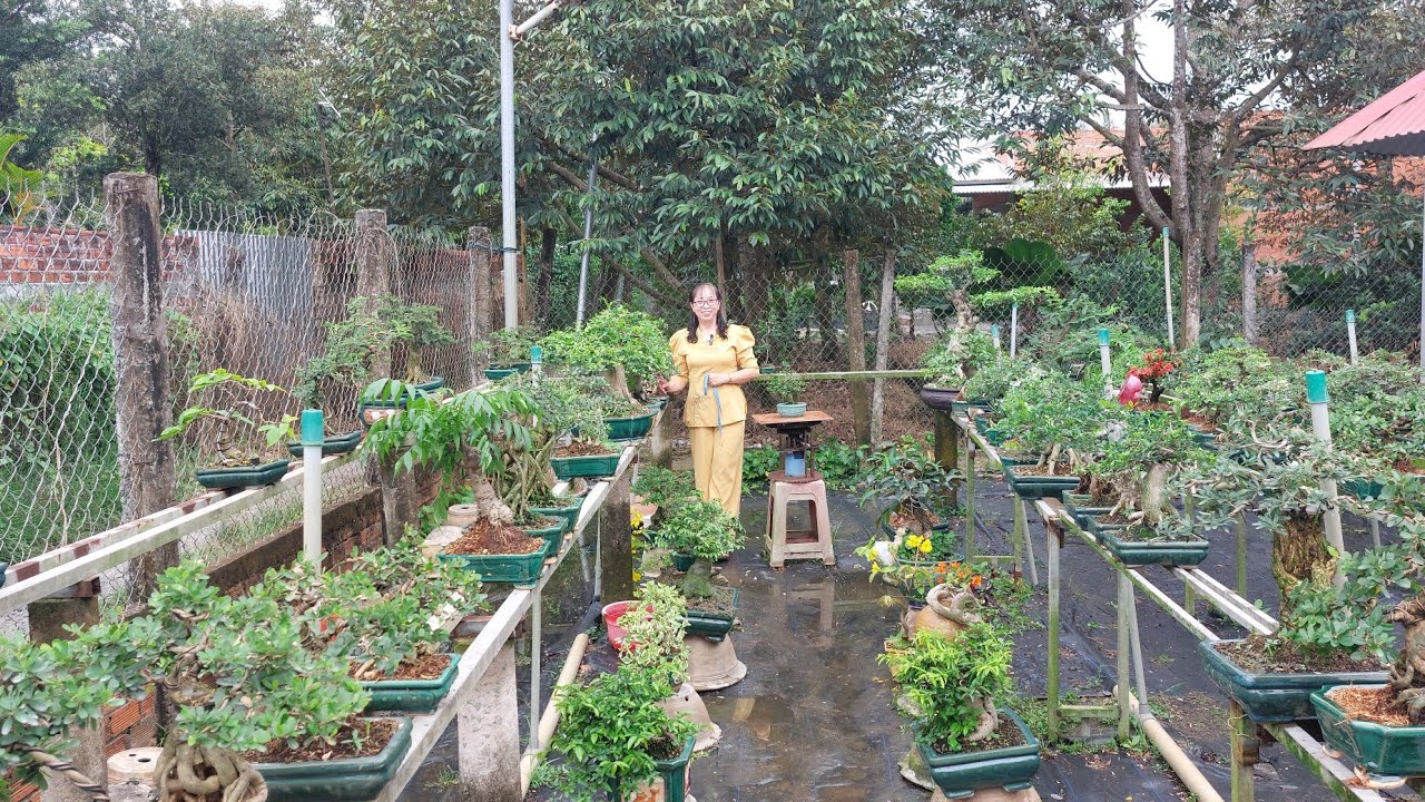 Bonsai giá rẻ LH.ZALO/ 0336875979/ 27/02
