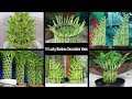 10 Amazing Lucky Bamboo Plant Decoration Ideas | How to Shape Lucky Bamboo | Lucky Bamboo Plant