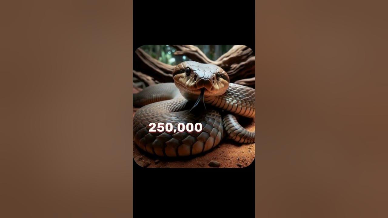 The Inland Taipan The Snake That Can Kill 100 Humans with One Bite YouTube