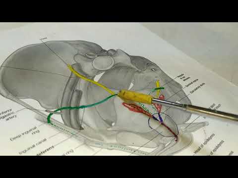 Anatomy of Male genital Practical Lab 5 "Vas deference"