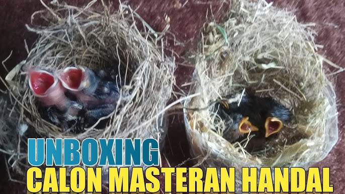 Inju marjonlarni jinsiy aloqa video Inju marjonlarni jinsiy aloqa video