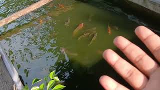 Memberi Makan ikan nila berapa kali sehari, ikan dan cara memberi pakan ikan nila agar cepat besar