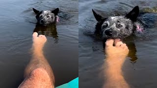 Dog Bites Owners Toe While Swimming Like A Piranha