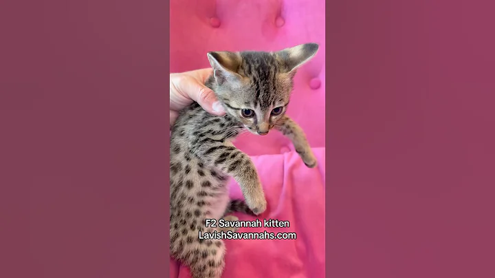 Video 9213131: f2 savannah kitten, beautiful savannah kitten, cat kitten cute pets