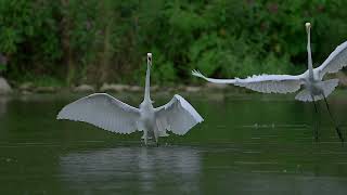 Great Egrets (HD)