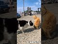 急いで嗅ぐ #shorts #猫 #cat #बिल्ली #kedi