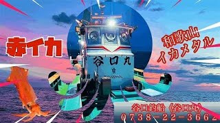 赤イカ 和歌山イカメタル 7月25日 最新 人気釣りyoutube動画まとめサイト West 赤イカ 和歌山イカメタル 7月25日 最新 人気釣りyoutube動画まとめサイト West