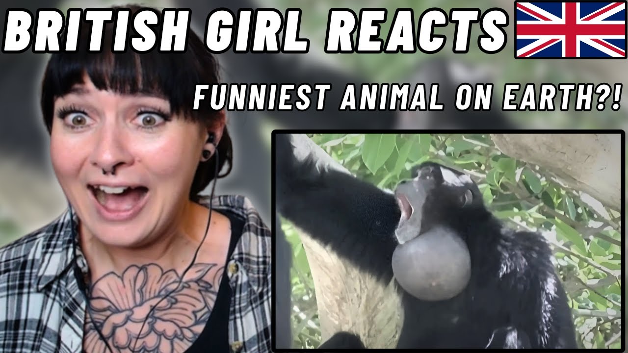 BRITISH Girl Reacts to This is the Funniest Animal on Earth!