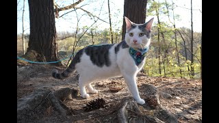 Cat Explorer Hiking in Nature (Calm & Relaxing)