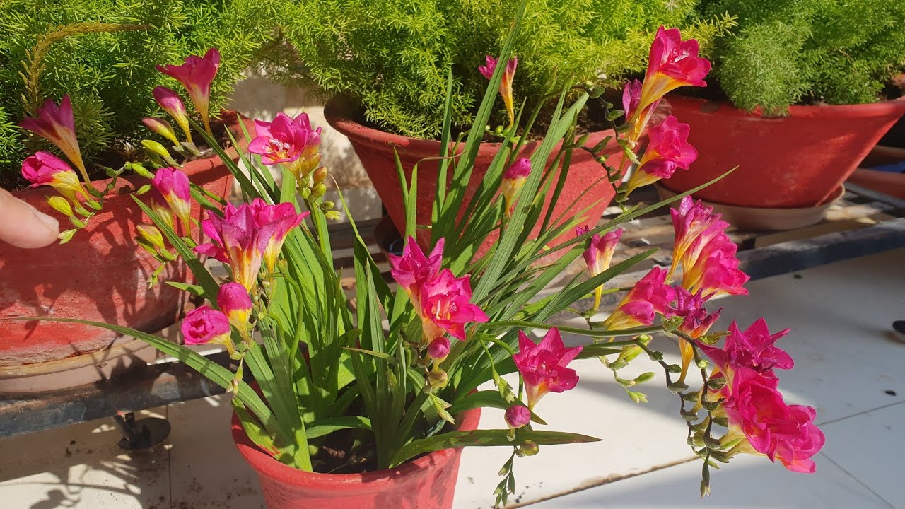 how to grow and care freesia flowers || how to grow freesia bulbs