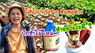 ใส่น้ำยาเร่งรากต้นพลูด่าง #น้ำยาเร่งราก #ปักชำต้นไม้