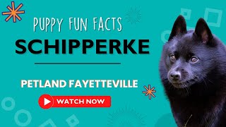 Everything you need to know about Schipperke puppies!