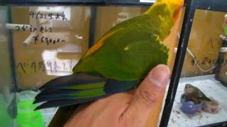 SANY1487.MP4