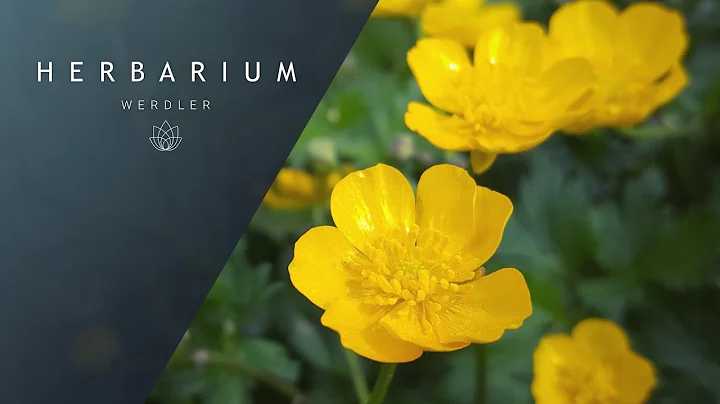 Ranunculus repens - (Creeping Buttercup) - DayDayNews