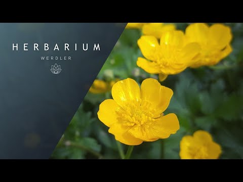 Video: Weet je waarom de gele weidebloem boterbloem wordt genoemd?