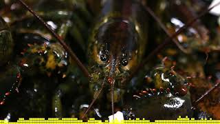 Morning Grind Rewind: Black Market Lobster?