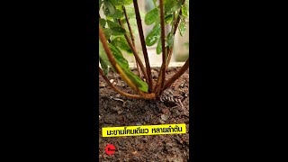 #shorts บอนไซมะขาม, มะขามโคนเดียว หลายลำต้น, tamarind bonsai 