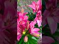 Tuesday June 10 2025 Sammi Dorn garden 🪴 EP # 44 short videos