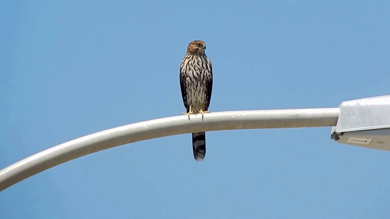 Hawk Spirit messenger YouTube