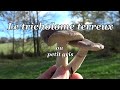 Tricholome terreux ou petit gris  les derniers champignons