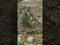 Hagenbeck Tierpark