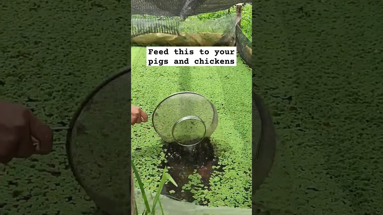 High in protein water fern for chickens and pigs 