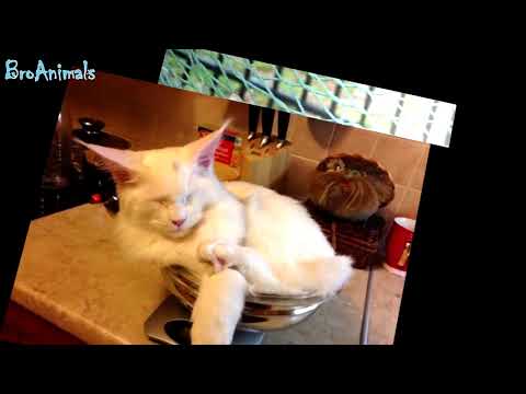 ТАК МОГУТ ТОЛЬКО КОТЫONLY CATS CAN DO THIS, приколы с котамиfunny cats