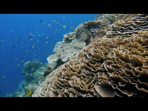 Chapter 9 - Snorkeling at Pangalisan diving site, Bunaken, Indonesia 2022