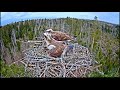 Скопа Иво и Ирис. (Эстония). Estonian Osprey Nest (Ivo &amp; Iiris)