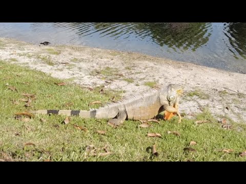 9 invasive species in 10 minute walk around South Florida Park