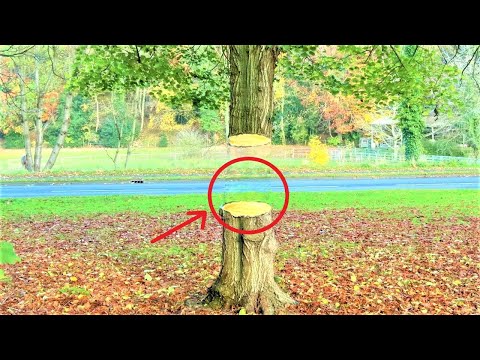 How To Draw - Easy Tree Illusion | TREE ILLUSION