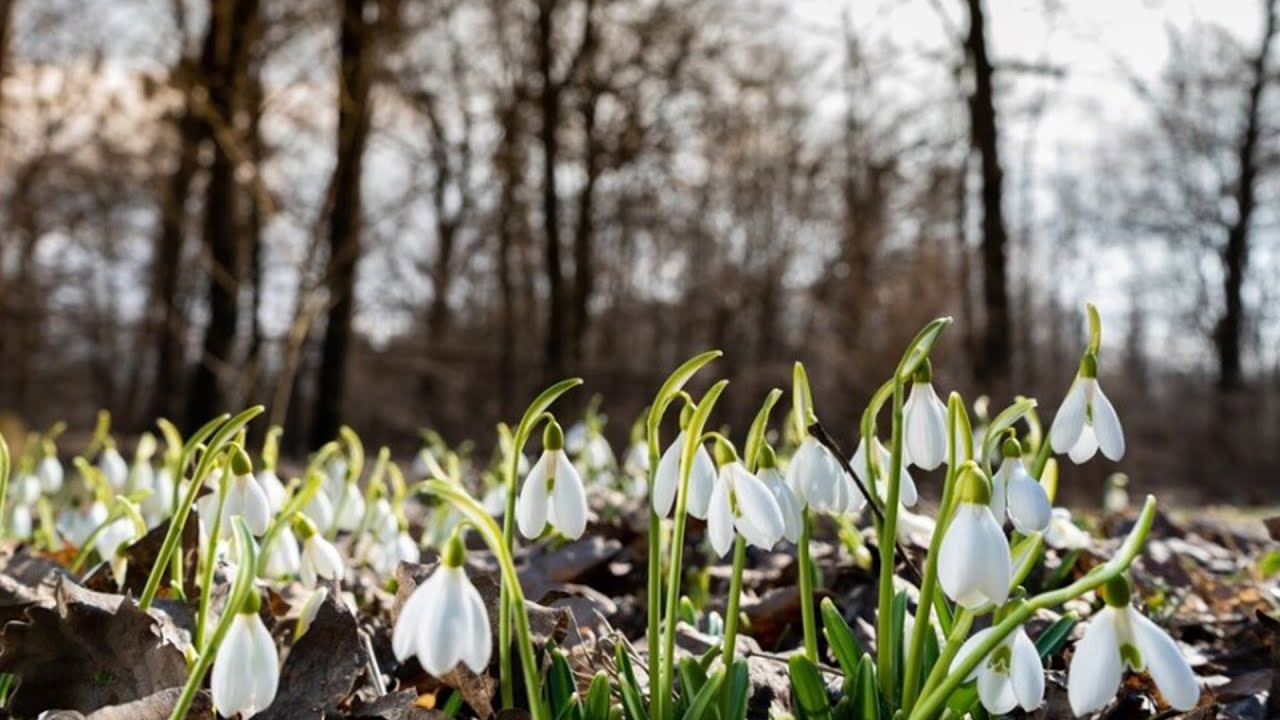 Первоцветы распустились в разгар февраля в Молдове