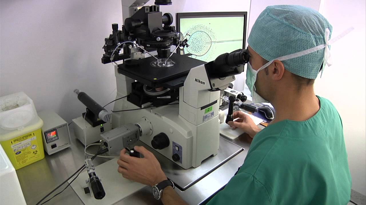 Las fases de la fecundación in vitro (FIV)