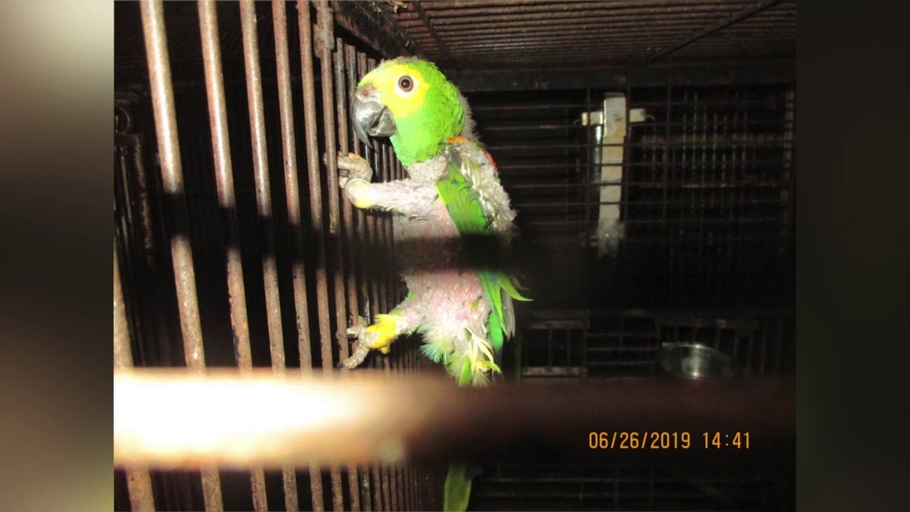 Animal Abuse Birds Miami Zoo Apologises For Mistreatment Of Iconic