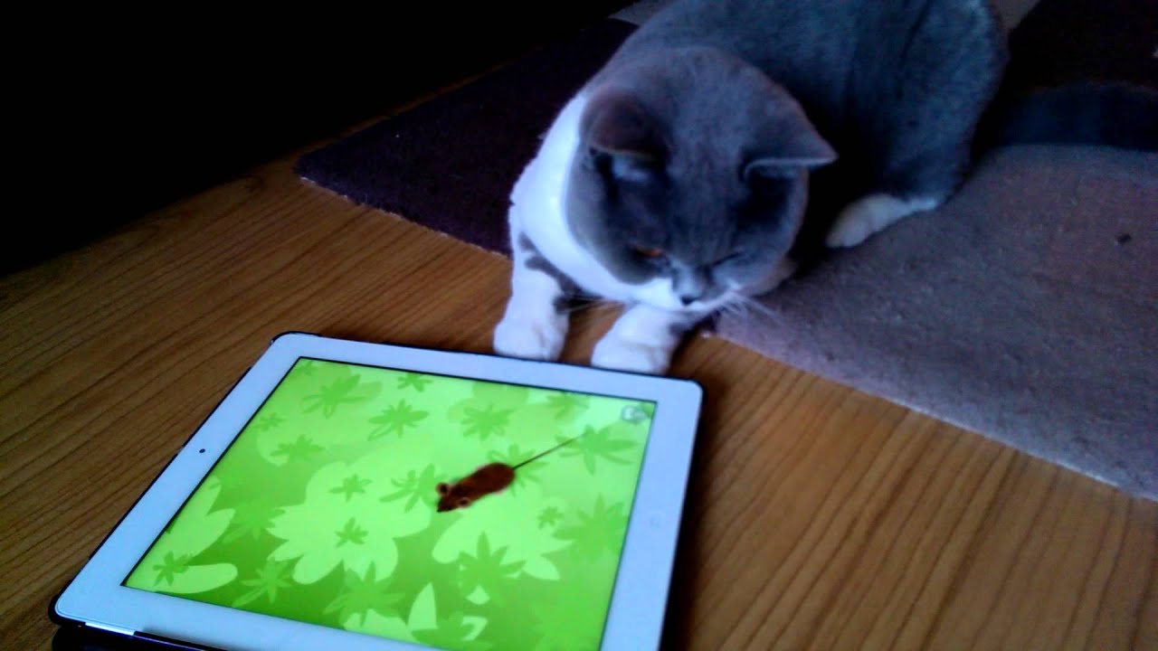 Cat playing on iPad - YouTube