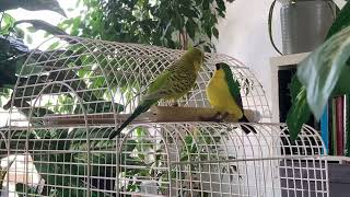 Parakeet and fake bird