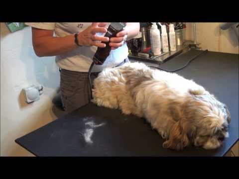 Video: Dysautonomi hos hunde
