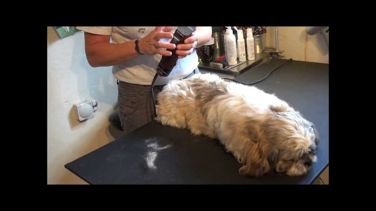 vente Fitness Erfaren person Sådan Trimmer og Klipper Du Din Shih Tzu selv - Med Oster Golden A5 - Se  Hvad Du Skal Bruge - YouTube