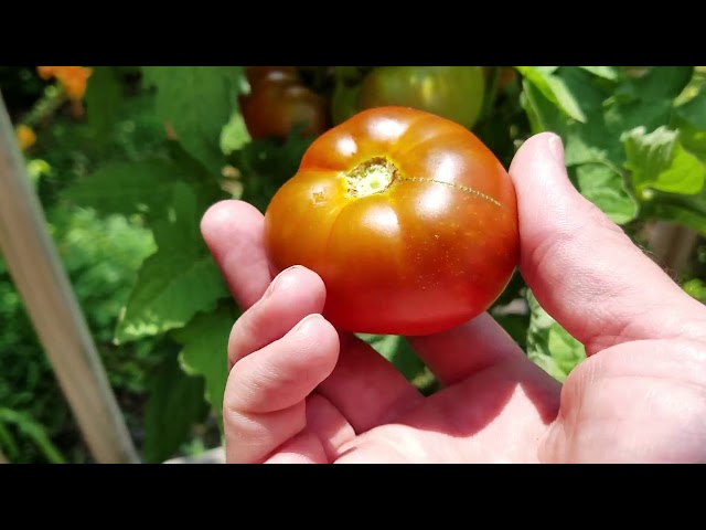 What I Think of the Tasmanian Chocolate Tomato - YouTube